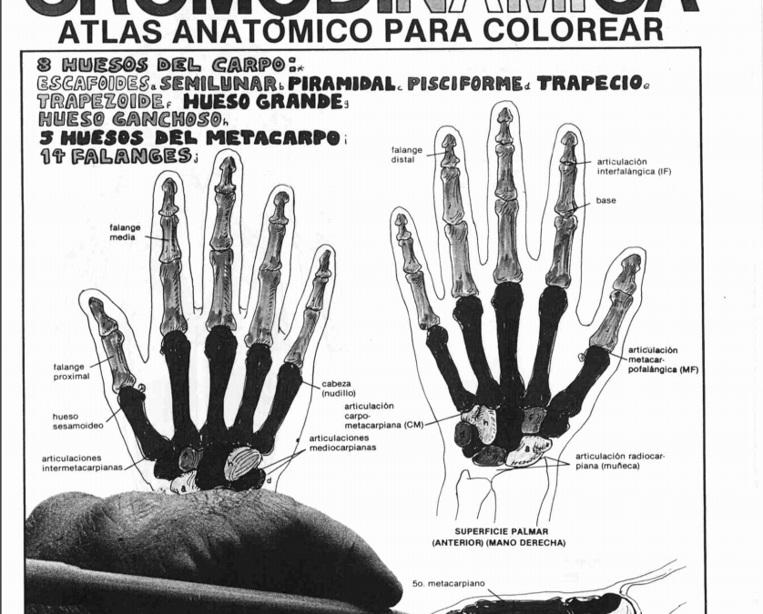 ANATOMIA CROMODINAMICA